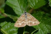 Ematurga atomaria