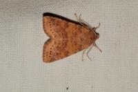 Cirrhia gilvago