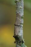 Eupithecia tripunctaria