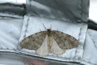Epirrita