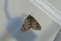 Epirrita
