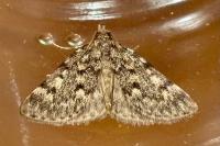 Aglossa pinguinalis