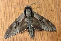 Hyloicus maurorum