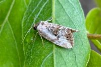 Elaphria venustula