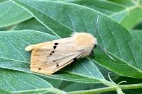 Spilarctia lutea
