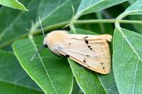 Spilarctia lutea