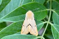 Spilarctia lutea