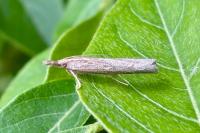 Pediasia contaminella