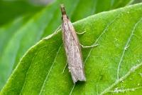Pediasia contaminella