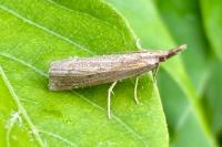 Pediasia contaminella
