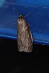 Pachycnemia hippocastanaria hippocastanaria