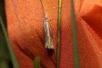 Crambus lathoniellus