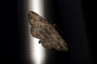Peribatodes rhomboidaria rhomboidaria