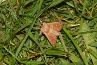 Mythimna albipuncta