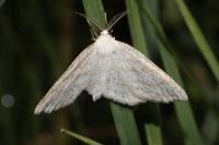 Cabera exanthemata
