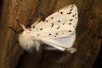 Spilosoma lubricipeda