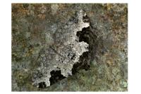 Xanthorhoe fluctuata