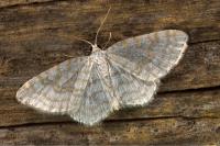 Asthena albulata