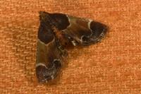 Pyralis farinalis