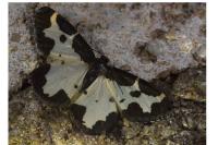 Lomaspilis marginata