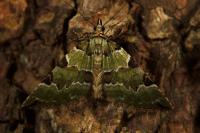 Colostygia pectinataria