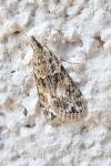 Eudonia mercurella