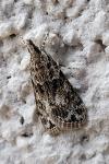 Eudonia mercurella