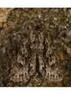 Xylocampa areola