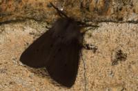 Diaphora mendica
