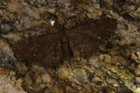 Eupithecia tripunctaria