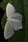 Jodis lactearia