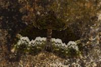 Euphyia biangulata