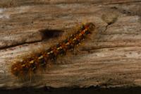 Euplagia quadripunctaria