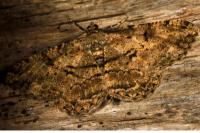 Peribatodes rhomboidaria rhomboidaria