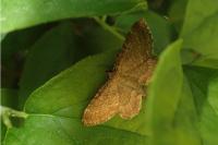 Philereme vetulata