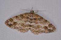 Paradarisa consonaria