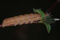 Noctua fimbriata