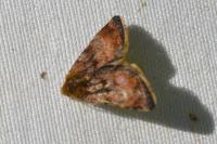 Panemeria tenebrata