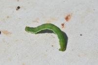 Chesias legatella