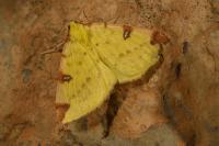Opisthograptis luteolata