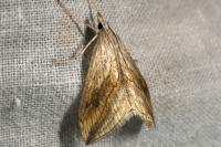 Evergestis forficalis
