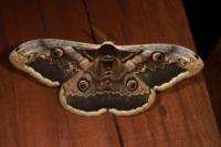 Saturnia pyri