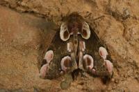 Thyatira batis