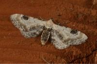Eupithecia centaureata