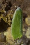 Earias clorana
