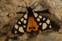 Arctia villica