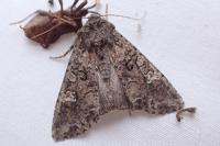 Mamestra brassicae