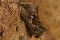 Macdunnoughia confusa