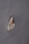 Cilix glaucata