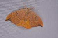 Watsonalla binaria
